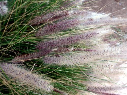 Pennisetum setaceum