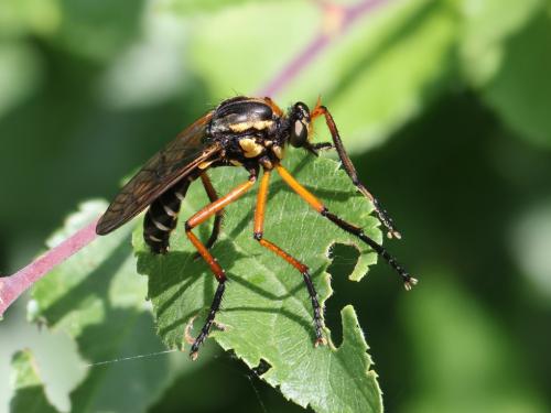Molobratia teutona