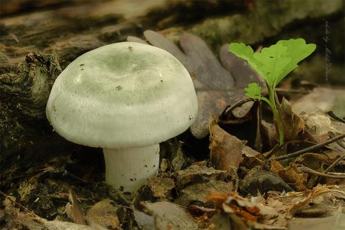 plávka zelenkastá / holubinka nazelenalá