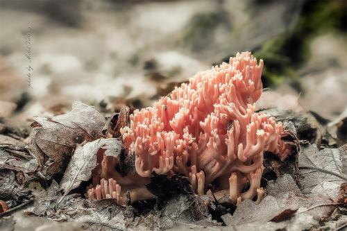 strapačka lososovoružová / kuřátka lososová