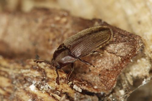 Trixagus dermestoides