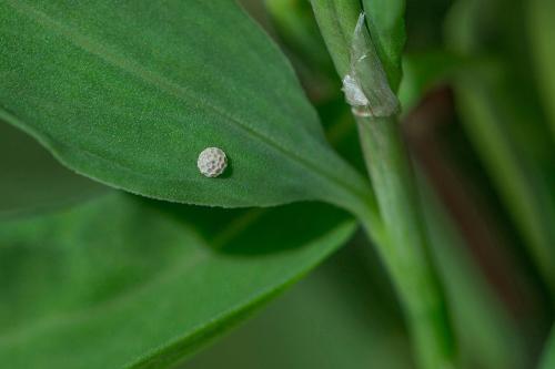 ohniváčik prútnatcový