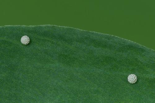 ohniváčik prútnatcový