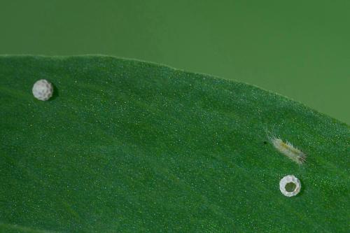 ohniváčik prútnatcový