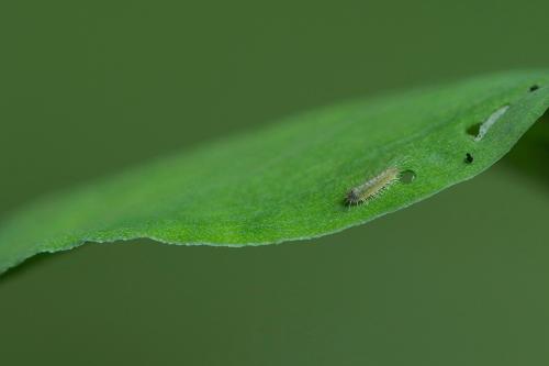 ohniváčik prútnatcový