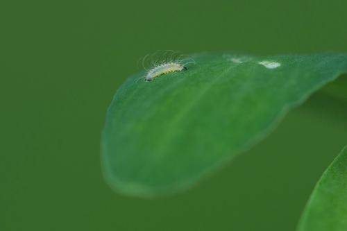 ohniváčik prútnatcový