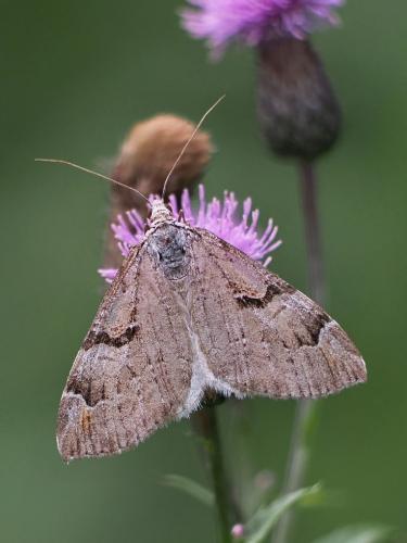 piadivka ľubovníková