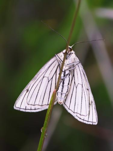 piadivka žilkovaná