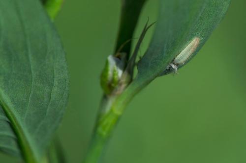 ohniváčik prútnatcový