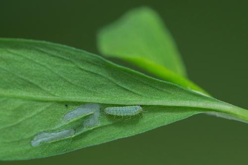 ohniváčik prútnatcový