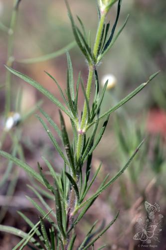 skorocelovec piesočný