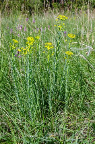 mliečnik Seguierov pravý