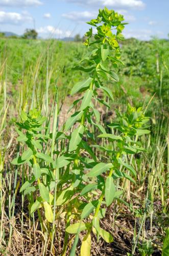 mliečnik širokolistý