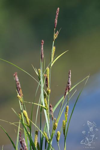 ostrica štíhla