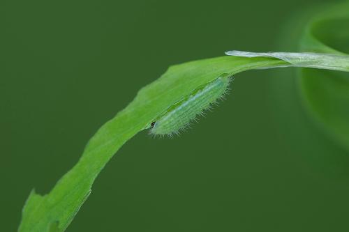 ohniváčik prútnatcový