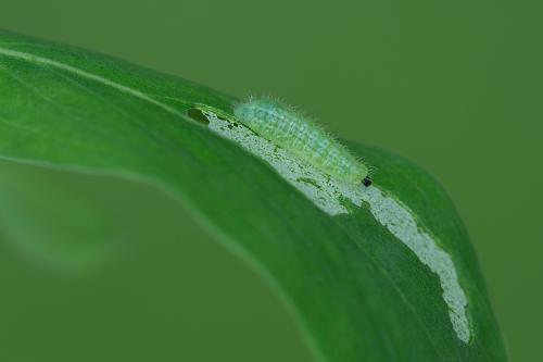 ohniváčik prútnatcový