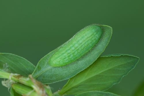 ohniváčik prútnatcový