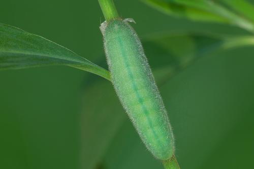 ohniváčik prútnatcový