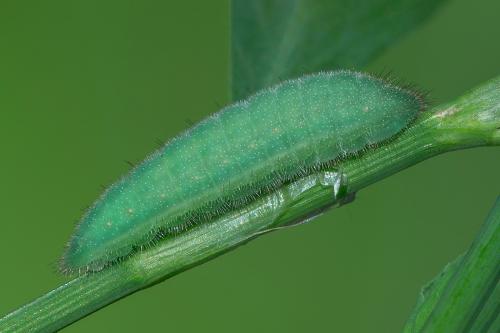 ohniváčik prútnatcový