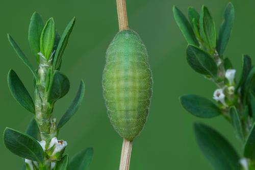 ohniváčik prútnatcový