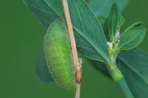 ohniváčik prútnatcový