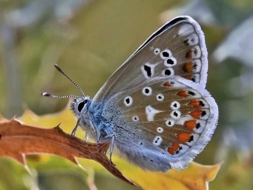 modráčik komonicový