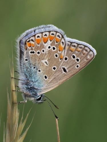 modráčik blankytný