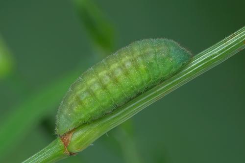 ohniváčik prútnatcový