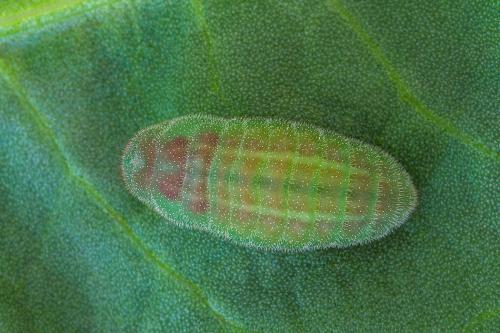 ohniváčik prútnatcový