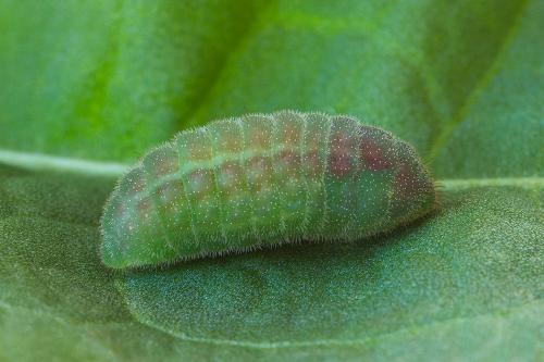 ohniváčik prútnatcový