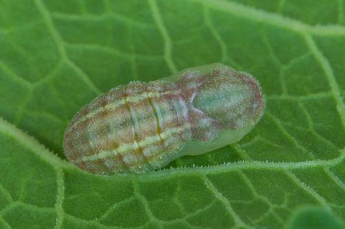 ohniváčik prútnatcový