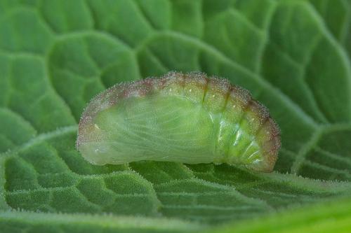 ohniváčik prútnatcový