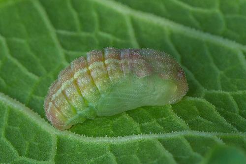 ohniváčik prútnatcový