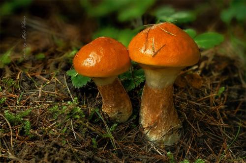 masliak smrekovcový / klouzek sličný