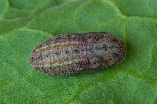 ohniváčik prútnatcový