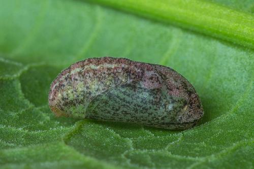 ohniváčik prútnatcový