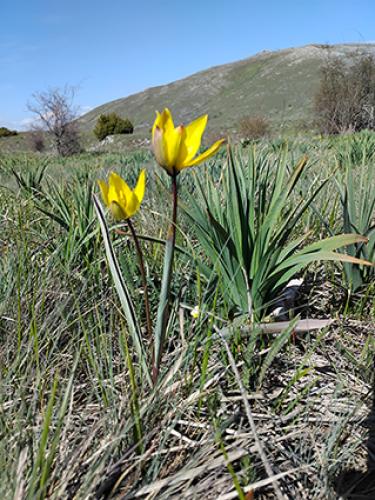 tulipán lesný