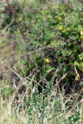 žltuška menšia predĺžená
