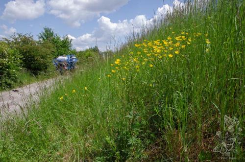 iskerník mnohokvetý