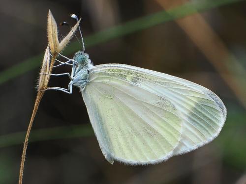 mlynárik hrachorový