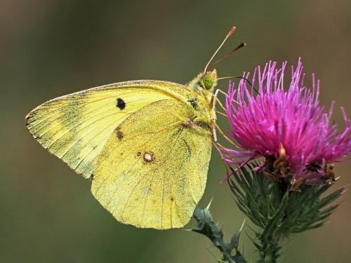 žltáčik podkovkový