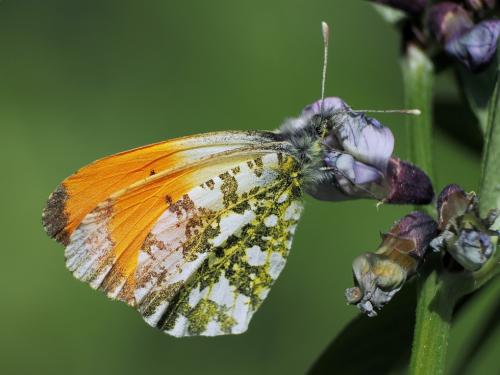 mlynárik žeruchový