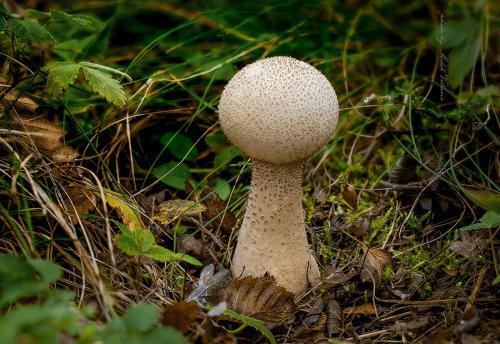 prášnica huňatá / pýchavka huňatá