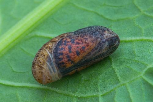 ohniváčik prútnatcový