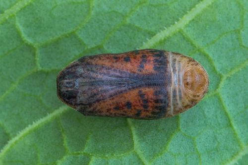 ohniváčik prútnatcový