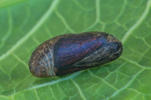 ohniváčik prútnatcový