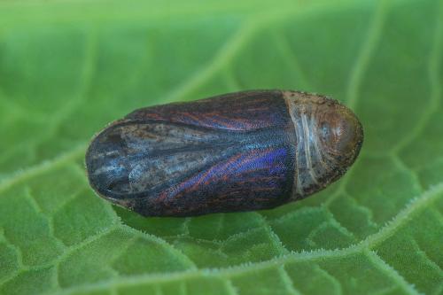 ohniváčik prútnatcový