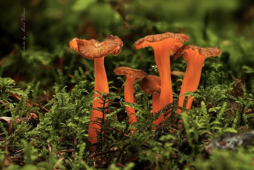 kuriatko žltohnedé / liška nažloutlá