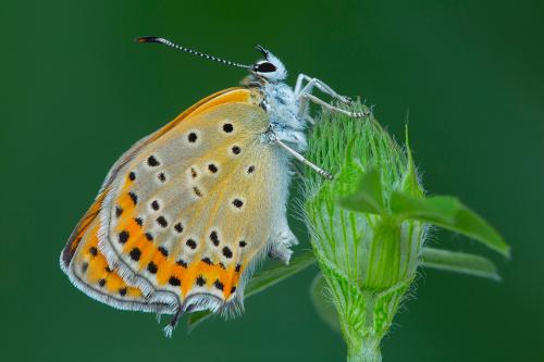 ohniváčik prútnatcový