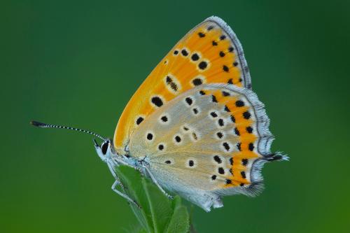 ohniváčik prútnatcový